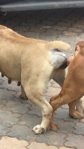 Dog Mating Videos: Natural Encounters
