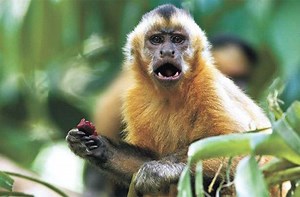 Filme franco-brasileiro 'Amazônia' estreia em 200 salas pelo país