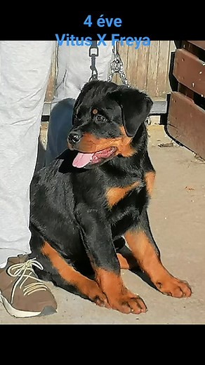 2.6K views · 92 reactions | Péter Sándor on Reels | Facebook