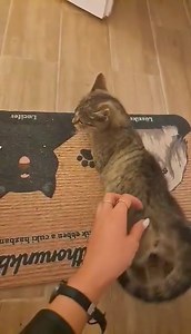 Haru cica, nagyon jól van! 🤩 Hihetetlenül kedves cica! Bújik, dorombol, simul, bucizik. Abszolút nem zavarja , hogy 3 lába van. Nagyon ügyesen közlekedik, felugrik a kanapéra. Isszonyú hálás. Felv/fiv negatív. Ideiglenes vagy végleges befogadót keresünk! Érdeklődni privát üzenetben lehetséges! :) #budapest #örökbefogadás #macska | Cicamentő Angyalok