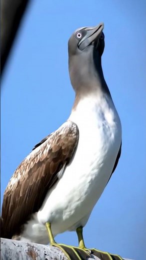 Masked Booby Bird Sounds 4K | Rare Booby Call Up Close | Short Natural Wildlife ASMR
