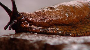 You may have noticed that these slimy critters love this time of year. Gardeners don’t love slugs, but aren’t they a little beautiful when you look at them close up? This is the European red slug, which is common in the Pacific Northwest. Michael Bendixen, OFG photographer #slugs #slimythings #whatsinyourbackyard #oregonfieldguide | Oregon Field Guide