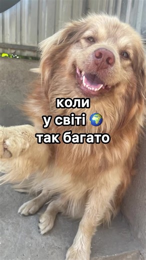 Тварини Болграду на TikTok