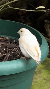 An elegant white canary with subtle peach accents rests in a green planter, delicately preening its feathers, embodying tranquility
