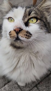 #cat#catofday #catloversclub #catsofinstagram #cats_of_instagram #catlove #catactivity #catlife #reeldaily #reelsinstagram #réel #reelvideo #pic #picofvideo #catstocker #cats_of_world #kittensdaily #kittensofinstagram #kittenstagram #kittens #worldpetsgram #petstagram #petlovers #meow #meowed #meow_beauties #meowdel #worldpetsgram #worldpetmagazine #trendcat #pawpaw | Kadikoy Patileri