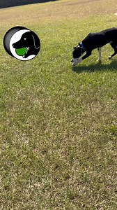 When it comes to playmates, CAP VIP Saturn 🪐 is outta this world 🐾 Stop by the shelter and let him rescue you and your fam ❤️ | Citizens for Animal Protection