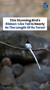 99K views · 1.5K reactions | Meet the male Asian Paradise Flycatcher,...