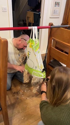 Adorable Dog Grooming Session at Pets at Home Putney