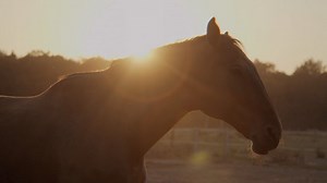 Riesenbeck, we’re ready for you 🇩🇪⁣ ⁣ #LGCTRiesenbeck2023 | #ShowJumping | #Longines | #LGCT | #InstaHorse | #Riesenbeck| #HorseLove | #LonginesGlobalChampionsTour #Viral | #TrendingHorse | #Equestrian | #Horses | Longines Global Champions Tour
