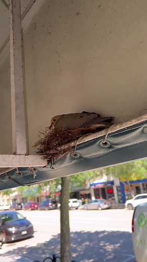 Cleaning up a dirty awning for my friends @erodingwinds #cleantok #cleanwithme #cleanthatup ￼