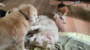 Hi friends, Buddy here. Here in Australia an ‘Ankle biter’ is slang for a small child. However in this case it could also refer to a little beagle sister. Love and licks Buddy - Latin for Two against one #teamgoldenoldies #seniordogsofinstagram #seniordogs #dogsofinstagram #dogs #anklebiter #twoagainstone #morningwrestling | Team Golden Oldies