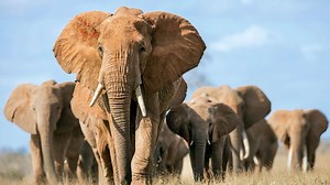 Undocumented elephant ivory trade 'thriving' in Massachusetts: Humane Society
