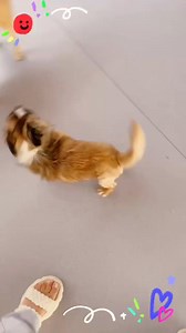 Rescue PAWS Canada on Reels