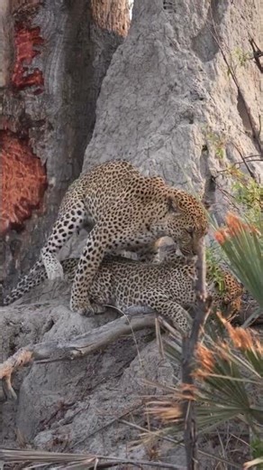 Leopards Mating in Broad Daylight 😱🐆 (Rare Footage)