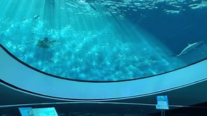 Hammerhai Miami Aquarium Museum Tiere Meereslebewesen: Stockvideos & Filmmaterial (100 % lizenzfrei) 3853033897 | Shutterstock