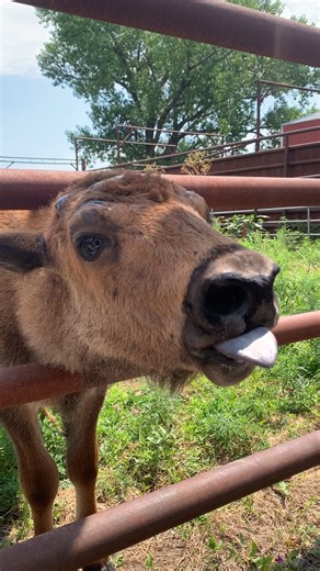 Have you ever seen a baby bison yawn before? Now you have! Fun fact: yawning is a common behavior among many animals, not just humans. Whether they're tired, bored, or trying to cool their brains, creatures from dogs to birds to bison yawn just like us. 🥱 While trying to snap a picture of Wiley, he decided to lick the camera, mistaking it for a tasty treat. Guess he thought it was his dinner! Anyway, Wiley and all of us at Crane Trust wish you a wonderful weekend! 🦬 🦬 🦬 #cranetrust #bison #c