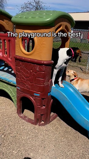 Sunshine and slides! All the best things for our dogs in daycare! #springgroveillinois #doggydaycare #doggydaycarelife #dogfriendly #doggrooming #ftlod #cagefreeovernightboarding #cagefreeovernights #dogdaycarespringgroveil #dogboardingandgrooming | Fur the Love of Dogs, Inc.