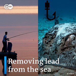 4.1K views · 33 reactions | Most of the weighted fishing tackle currently used is made of lead, which is a toxic metal. Ingestion of lead shot and lead fishing gear can cause lead poisoning in many species of wildlife. It's time to get the lead out! In Spain, volunteer divers organize cleanup expeditions to remove metal and lead from the Mediterranean seabed. | DW Environment | Facebook