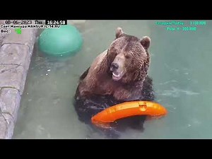 Медведь Мансур - Mansur the Bear (Круг в жаркий день!!)