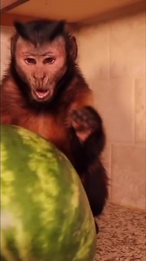 MonkeyBoo LOVES watermelon #monkey #watermelon #summer #snacks #pets | MonkeyBoo
