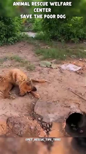 Petcare Tips and tricks on TikTok