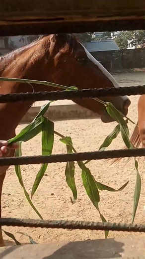 Wow Scenery on Reels