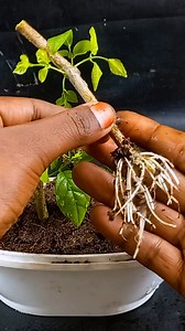 This is What An EXPERT Do - Grow Arabian Jasmine Plant at Home from Cutting //#highlights | DIY IndoorGarden