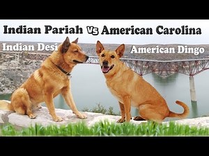 American Carolina and Indian Pariah, The ancient dog breeds