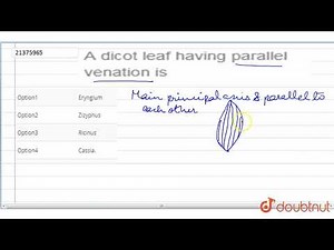 A dicot leaf having parallel venation is