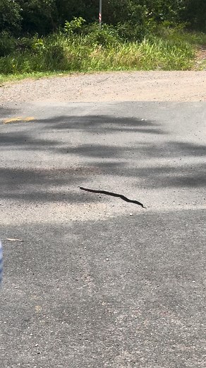 40 reactions · 5 comments | A reminder that snake season is here. We share our beautiful region with plenty of native wildlife, and snakes are an important part of that ecosystem. If you come across one, give it space and never attempt to approach or handle it. If a snake finds its way into your home or business, always contact a licensed professional to remove it safely. Stay alert and stay safe. | Luke Hadfield - Camden Haven | Facebook