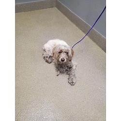 Las Vegas, NV - Poodle (Miniature)/Cocker Spaniel. Meet *MARBLE a Pet for Adoption - AdoptaPet.com