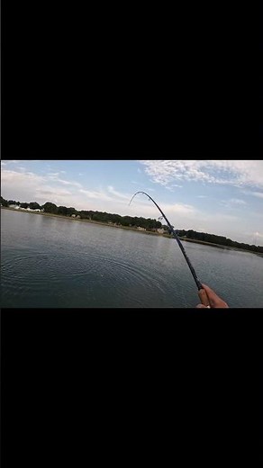 Striped Bass Takes Down an Albie Snax. Hungry Fish! #fishingvideo #stripedbass #stripedbassfishing