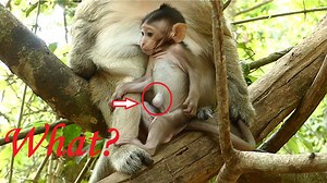 Why Baby Bobby Still Appear Cyst Increasing Very Hug More Than Before? How Can We Help Baby Bobby? | Lovely Monkey