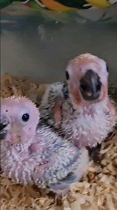 Baby sunconures during their feed time.