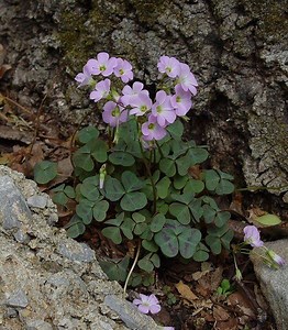 Oxalis violacea - Alchetron, The Free Social Encyclopedia