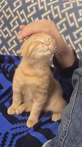 The Cat’s Expression Says It All — Funny Cat Reactions