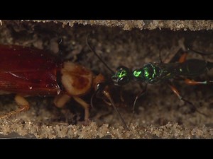 Jewel wasp (Ampulex compressa) pulling an American cockroach (Periplaneta americana) into nest hole.