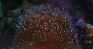 Coral Favites dans l'aquarium du récif. : vidéo de stock (100 % libre de droit) 1079725349 | Shutterstock