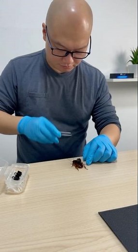 Cockroach Spy Cam 🔞 NSFW (18+ Warning) Clips #RoachPOV #HiddenCam #FYP #18Plus #weirdvideos