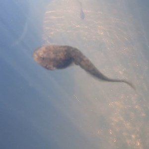 2.3K views · 202 reactions | Hoppy news!  Northwest Trek staff are hard at work hand-raising hundreds of tiny endangered northern leopard froglets in preparation for their release back into the wild. Read the story at nwtrek.org/endangered-northern-leopard-froglets-growing-fast/ | Northwest Trek Wildlife Park | Facebook