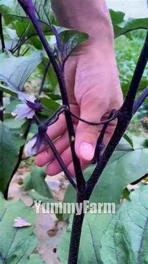1.7K views | Eggplant & Tomato Pruning Techniques #farming #agriculturelife | YummyFarm | Facebook