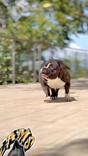 𝕯𝖗𝖊𝖆𝖒𝖘 𝖔𝖋 𝖇𝖗𝖔𝖙𝖍𝖊𝖗𝖘. 🔥DOB SCORPION🔥 Hijo de VIPEON MANOLITO 🇪🇸x VPB SAHARA🇨🇴 de 𝕯𝖗𝖊𝖆𝖒𝖘 𝖔𝖋 𝖇𝖗𝖔𝖙𝖍𝖊𝖗𝖘 ‼️NUNCA DEJES DE SOÑAR‼️ • • • • • • #dreamsofbrothers_ #dogsofinstagram #dog #doglover #puppies #puppy #puppiesofinstagram #puppylove #petlovers #pet #petlover #abkc #abkcworldwide #abkcworldwide🌐 #theabkc #bucaramanga #colombia🇨🇴 #dogstagram #doglife #mascotas #mascotasfelices🐶❤️ | Dreams of Brothers