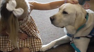 Recently, some of Sumner County's ADAs and Criminal Court Judge Dee David Gay were featured in a video about the use of facility dogs in Tennessee's courts. Sumner County is blessed to have a wonderful facility dog, Grady, who provides much needed support to vulnerable victims and witnesses during trials and other hearings. Grady is provided free of charge by our awesome child advocacy center, Ashley's Place. To learn more about facility dogs and the effort to secure funding from the Legislature