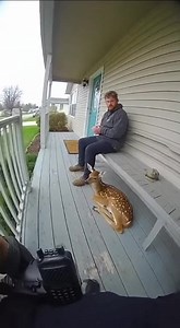 179K views · 2.5K reactions | 歷 This definitely wasn’t a pet… ...