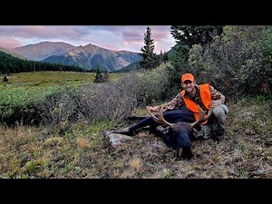 Four Days and Three Spots | 2023 Colorado Shiras Moose Hunt