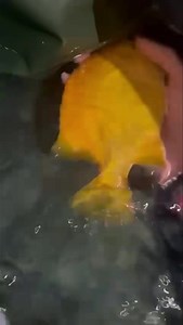 One of the most beautiful xanthic datnoid we have acquired 👌 #aquaticimports #xanthicdatnoid #orangetigerfish #morphs #rarefish #specialfish #philippines | Aquatic Imports