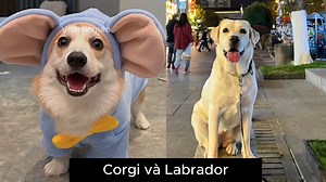 71K views · 2.4K reactions | Khi Corgi lai với những giống chó khác sẽ thế nào? #funnyanimals #lovedogs #reels #doglovers #trending #xuhuongreels #chó #dogoftheday #fypシ #pets #foryou #funny #xuhuong #genz #fyp #lovewins #cute #xh #viral | Mụt chút năng lượng mèo | Facebook