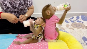 25K views · 2.7K reactions | Most Beautiful Sara, Katy Sit Opposite Drink Their Supper Milk | Monkey Daily | Facebook