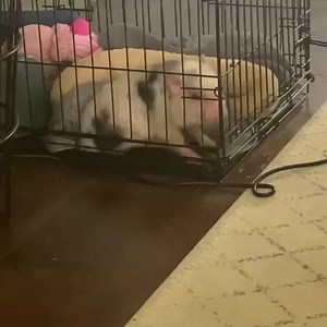 Butt scratching 😌🤩🐽 . Video by📽️ @autumnacresminipetpigs | Pigvibes