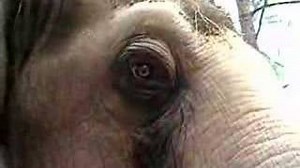 The Circus Elephant Retirement Home